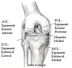 Ligamenti Krusiat Anterior 