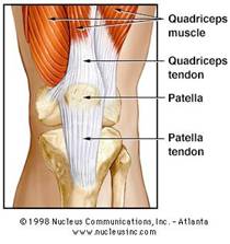 Tendini Quadriceps