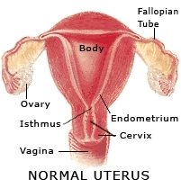 Fibromioma Uteri