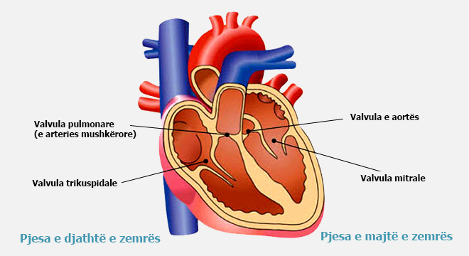 Endokarditi (Inflamacioni I Endokardit)