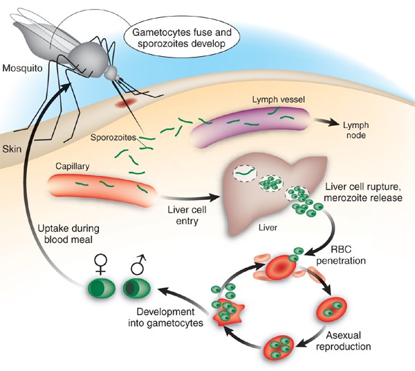 Malaria