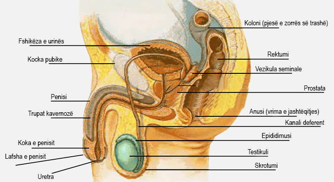 Hipertrofia Beninje E Prostatës (Adenoma E Prostatës, HBP, Tumori I Mirë I Prostatës)