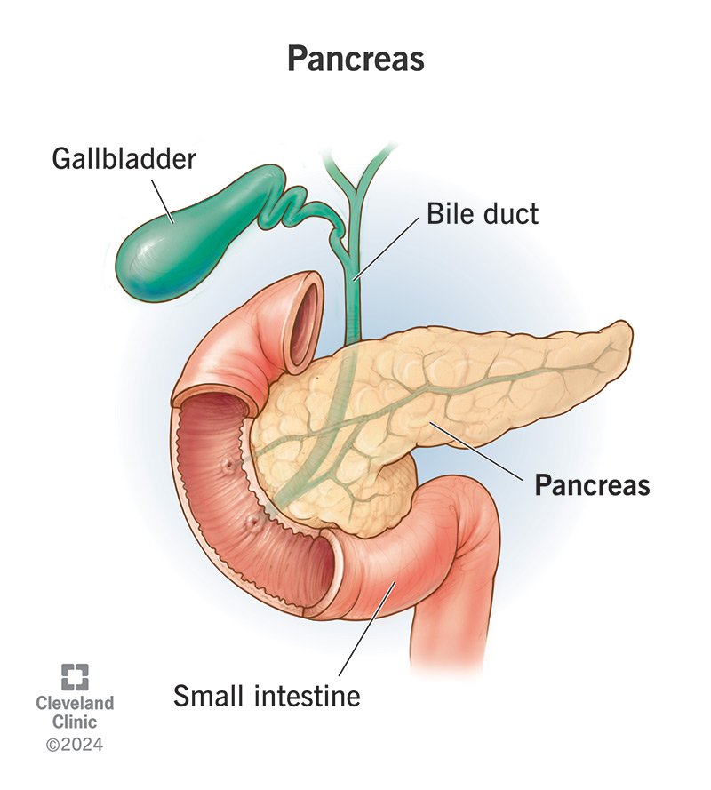 Pankreasi: Funksionet Dhe Problemet E Mundshme