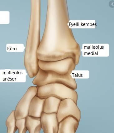 Thyerja E Trupit Të Një Ose Disa Vertebrave (Fraktura E Trupit Vertebral)