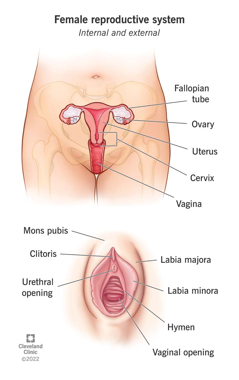 Udhëzues Për Anatomine Femërore