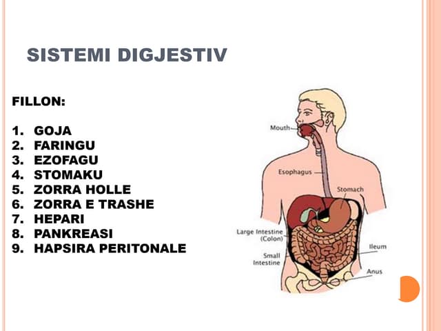 Tretja: Si E Përpunon Trupi Ushqimin