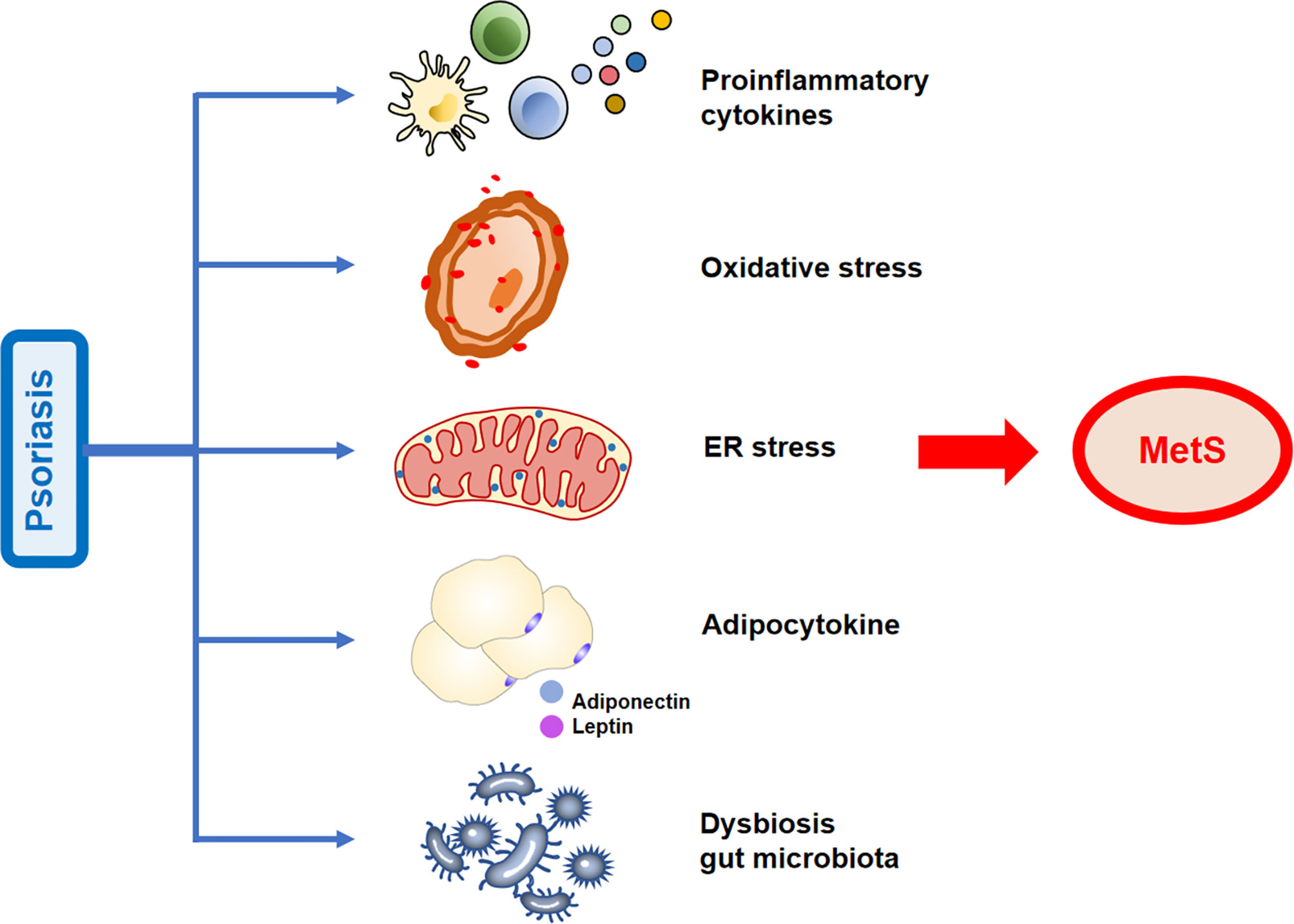 Lidhja midis psoriazës dhe sindromës metabolike cover images