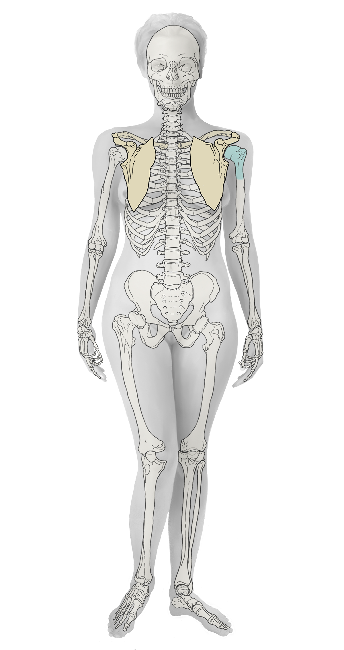 Periartriti Skapulo-humeral (Ngrirja E Shpatullës, Periartriti I Shpatullës, Shpatulla E Ngrirë)